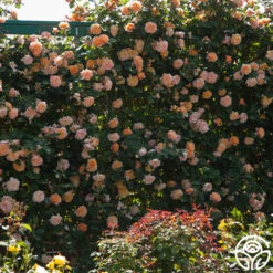 The Impressionist™ 18 The Impressionist™ -Precisiom Store the impressionist 8