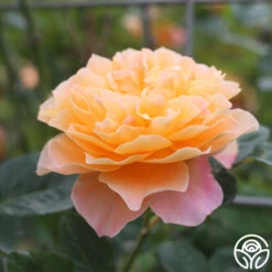 The Impressionist™ 19 The Impressionist™ -Precisiom Store the impressionist 9