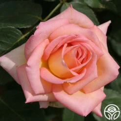 The Lady 16 The Lady -Precisiom Store the lady 11