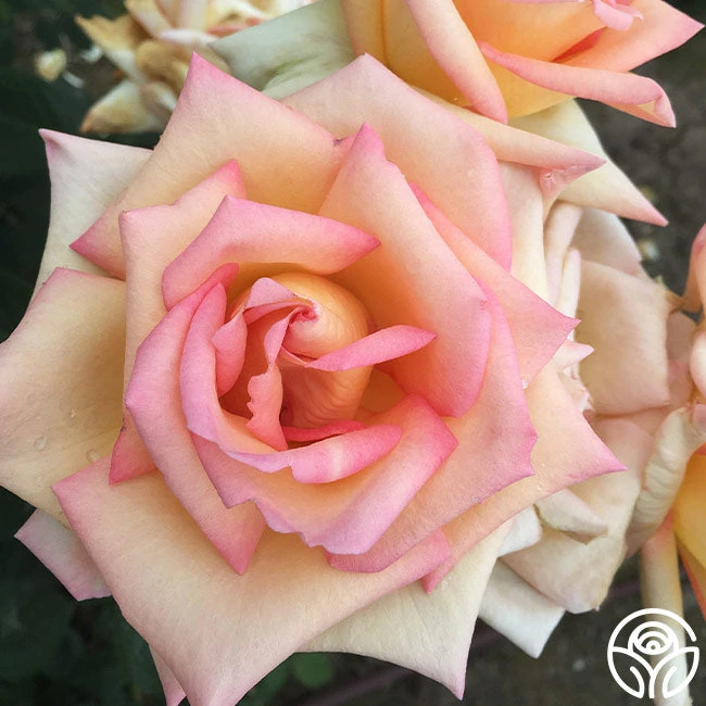 The Lady 6 The Lady - Image 6