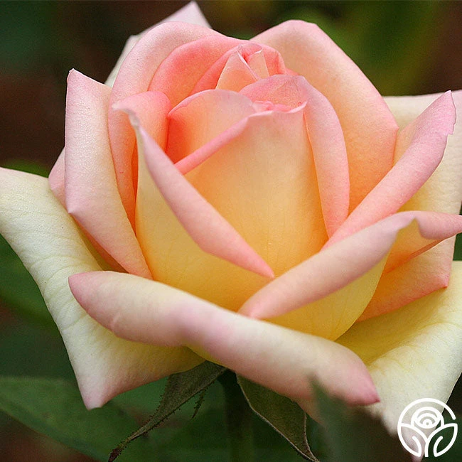 The Lady 7 The Lady - Image 7