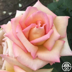 The Lady 11 The Lady -Precisiom Store the lady 6