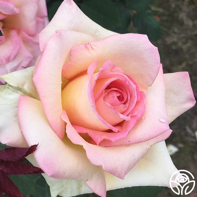 The Lady 2 The Lady - Image 2