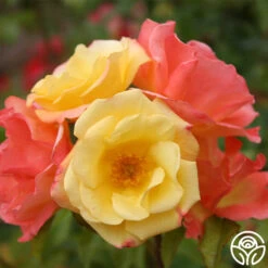 The Magician™ -Precisiom Store the magcician 3