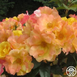 The Magician™ -Precisiom Store the magician 4