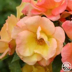 The Magician™ -Precisiom Store the magician 5