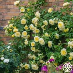 The Pilgrim® 10 The Pilgrim® -Precisiom Store the pilgrim 3