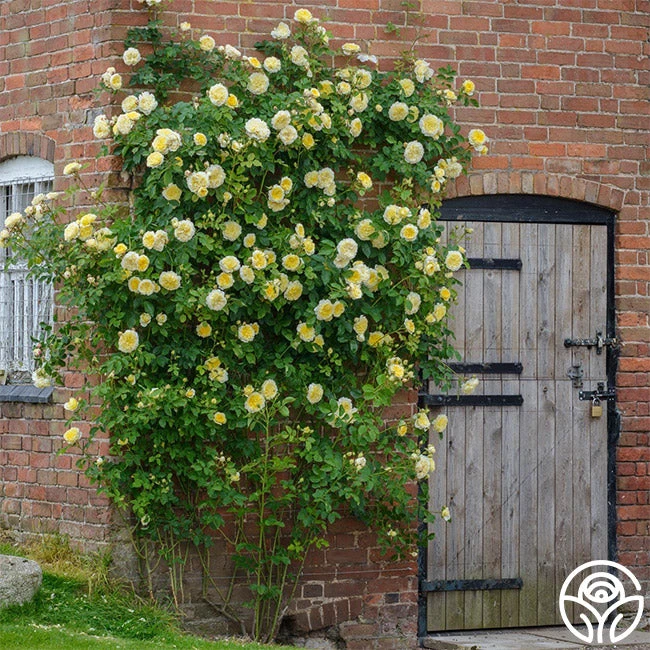 The Pilgrim® 7 The Pilgrim® - Image 7