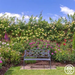 The Pilgrim® 12 The Pilgrim® -Precisiom Store the pilgrim 7