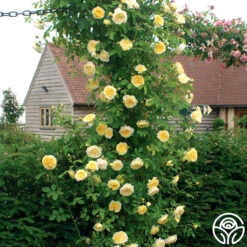 The Pilgrim® 9 The Pilgrim® -Precisiom Store the pilgrim 8