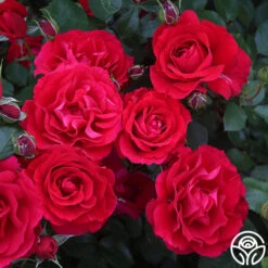 The Prince's Trust™ -Precisiom Store the princes trust 2