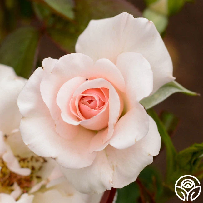 The Soham Rose™ 2 The Soham Rose™ - Image 2