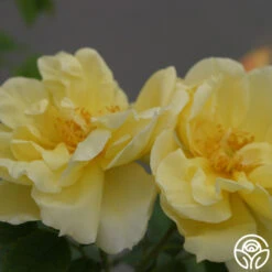 Topaz Jewel 5 Topaz Jewel -Precisiom Store topaz jewel logo 03