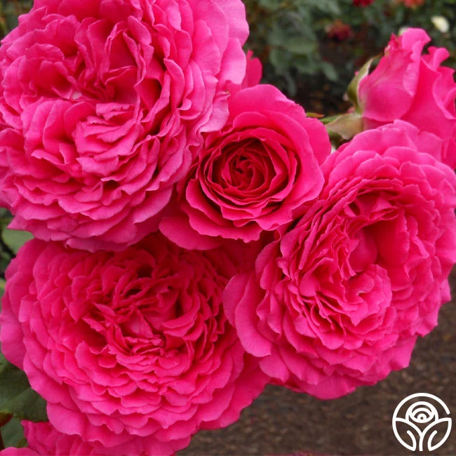 Tower Bridge™ 1 Tower Bridge™