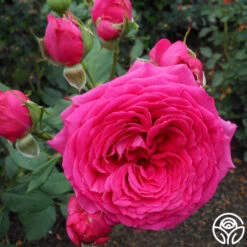 Tower Bridge™ 7 Tower Bridge™ -Precisiom Store tower bridge logo 03