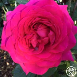 Tower Bridge™ 8 Tower Bridge™ -Precisiom Store tower bridge logo 04