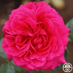 Tower Bridge™ 9 Tower Bridge™ -Precisiom Store tower bridge logo 05