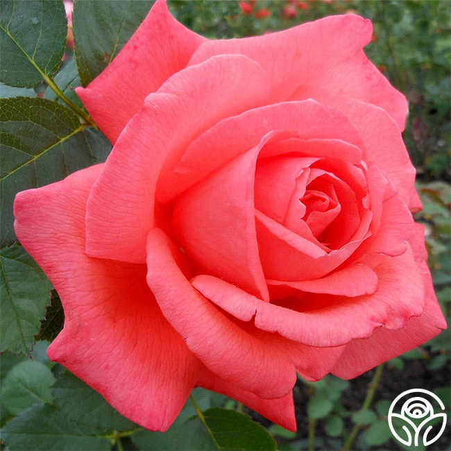 Tropicana 1 Tropicana