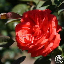 Tropicana 5 Tropicana -Precisiom Store tropicana 3 2