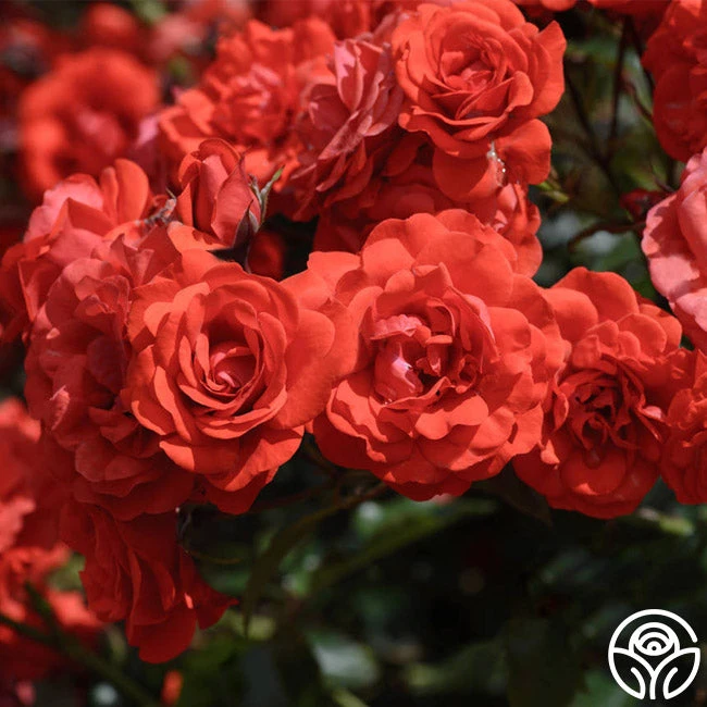 Trumpeter 1 Trumpeter