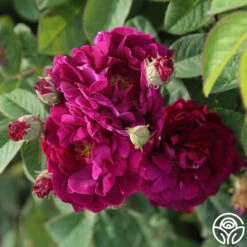 Tuscany Superb -Precisiom Store tuscany superb 4 2