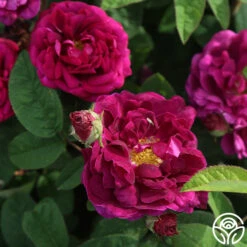 Tuscany Superb -Precisiom Store tuscany superb 5