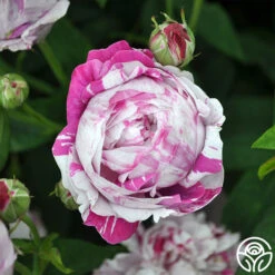 Variegata Di Bologna -Precisiom Store variegata di bologna 2 1 1