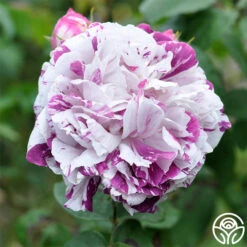 Variegata Di Bologna -Precisiom Store variegata di bologna 3 2