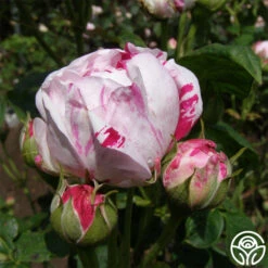 Variegata Di Bologna -Precisiom Store variegata di bologna 6