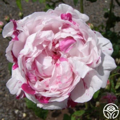 Variegata Di Bologna -Precisiom Store variegata di bologna 9