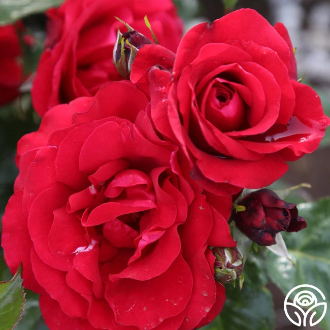 Velvet Abundance™ 1 Velvet Abundance™