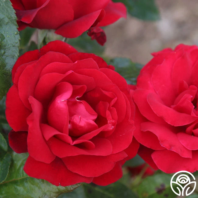 Velvet Abundance™ 3 Velvet Abundance™ - Image 3