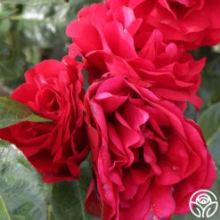 Velvet Abundance™ 9 Velvet Abundance™ -Precisiom Store velvet abundence logo 04