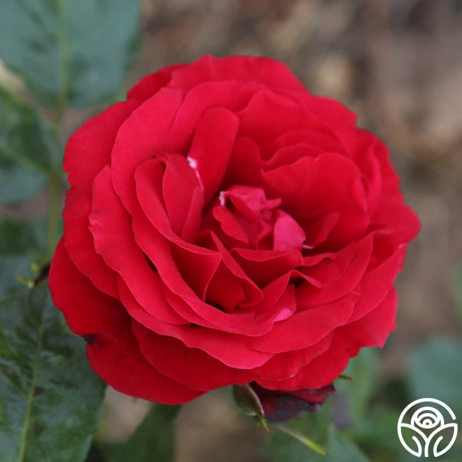 Velvet Abundance™ 5 Velvet Abundance™ - Image 5