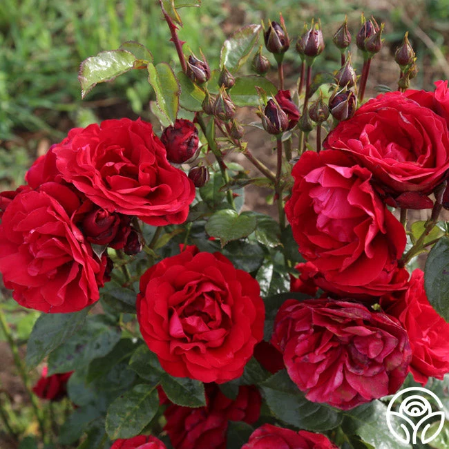 Velvet Abundance™ 6 Velvet Abundance™ - Image 6