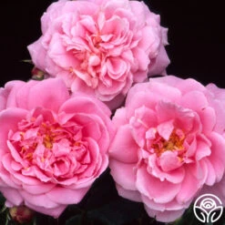 New Release -Precisiom Store viking queen logo 02