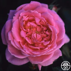 Viking Queen -Precisiom Store viking queen logo 03