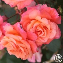 Voodoo™ -Precisiom Store voodoo 4 8