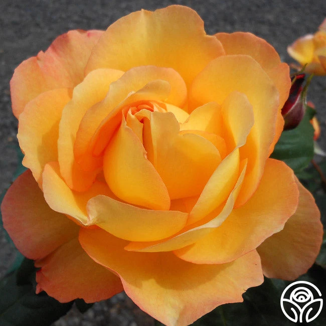 Well-Being™ 2 Well-Being™ - Image 2