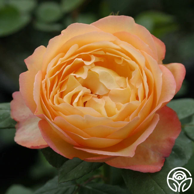 Well-Being™ 1 Well-Being™