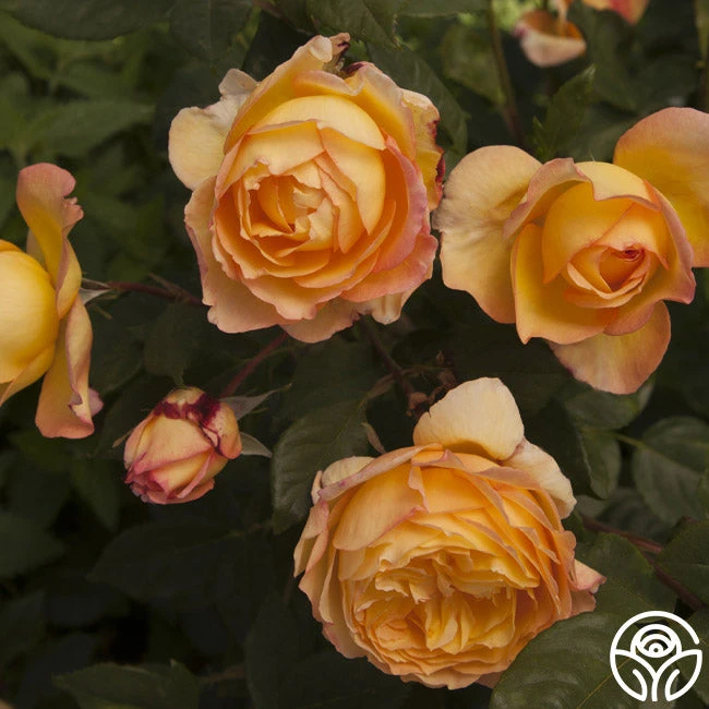 Well-Being™ 3 Well-Being™ - Image 3