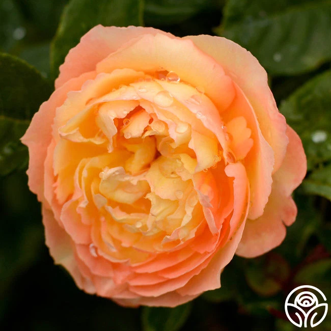 Well-Being™ 4 Well-Being™ - Image 4