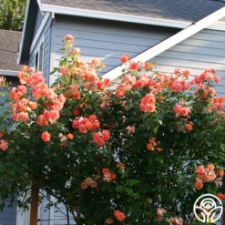 Westerland™ -Precisiom Store westerland 10