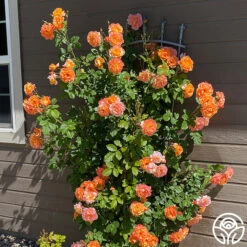 Westerland™ -Precisiom Store westerland 6 8