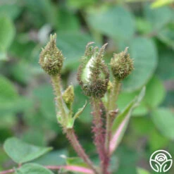 White Bath -Precisiom Store white bath 1 1