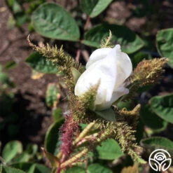 White Bath -Precisiom Store white bath 3 1