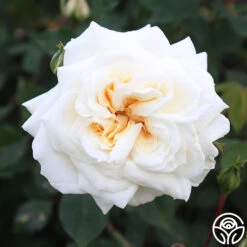 White Cap 13 White Cap -Precisiom Store white cap 8