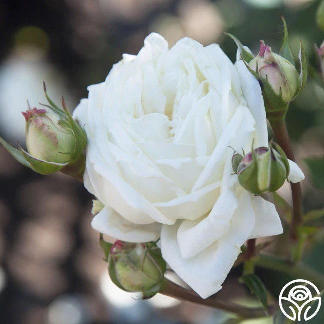 White Cap 2 White Cap - Image 2