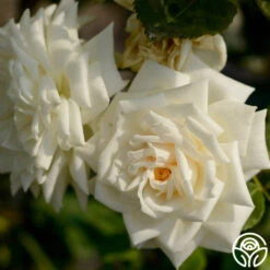 White Cap 9 White Cap -Precisiom Store white cap logo 03