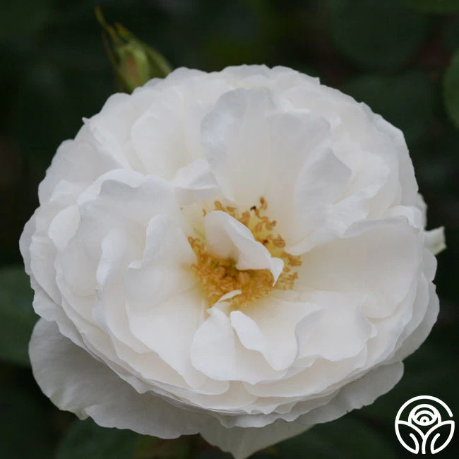 White Cloud 2 White Cloud - Image 2